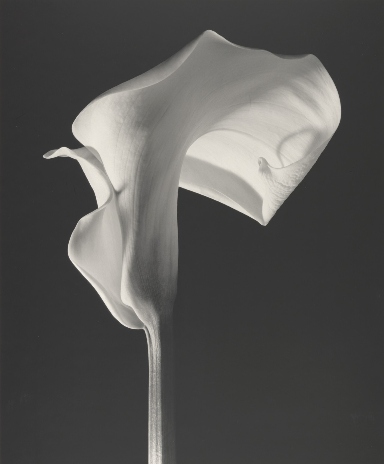 “CALLA LILY” // 1988 ROBERT MAPPLETHORPE